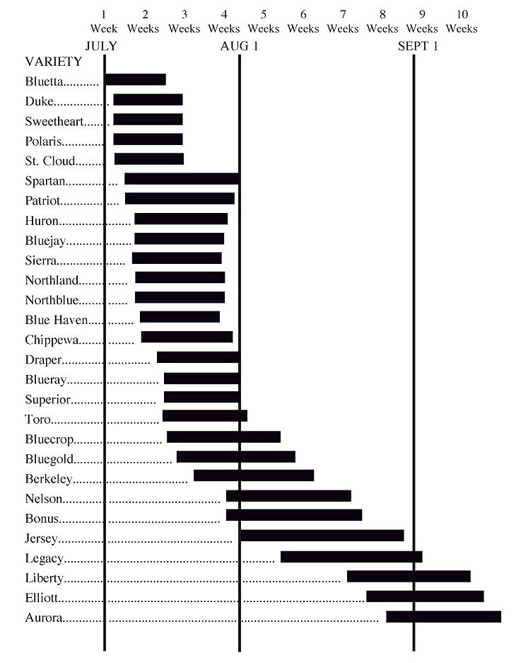 Blueberry Ripening Chart