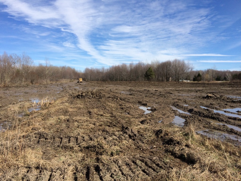 New Organic Apple Field