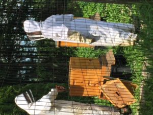 Beekeeping on an organic farm