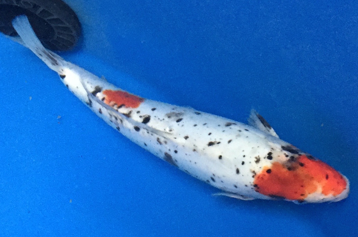 Koi Fish for Sale