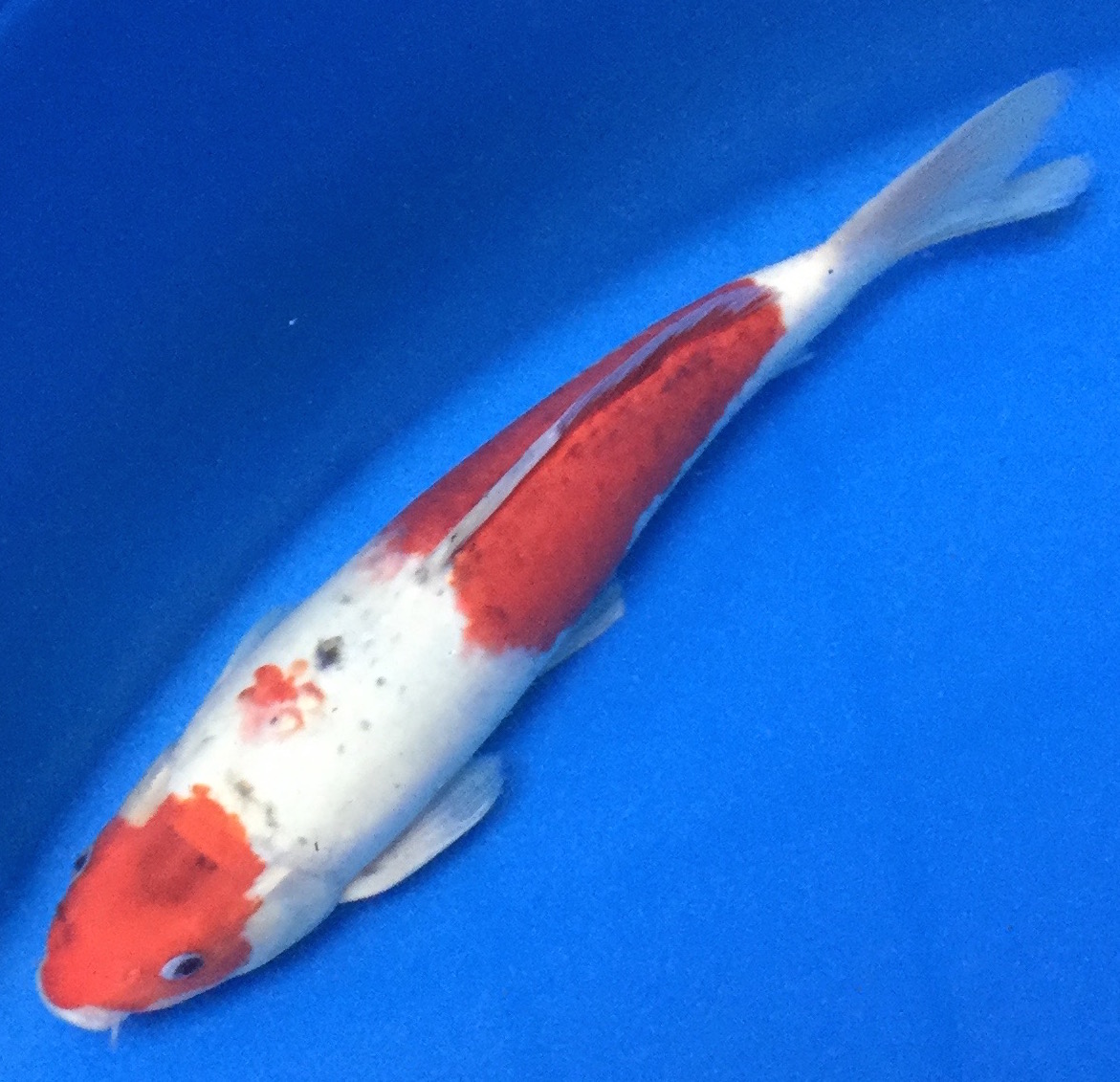 Koi Fish for Sale