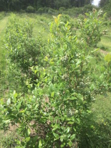 Blueberry Field