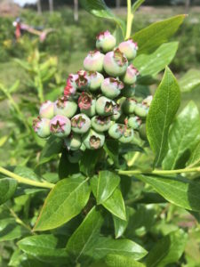 Loaded Bushes