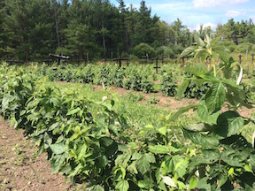 Raspberry Field