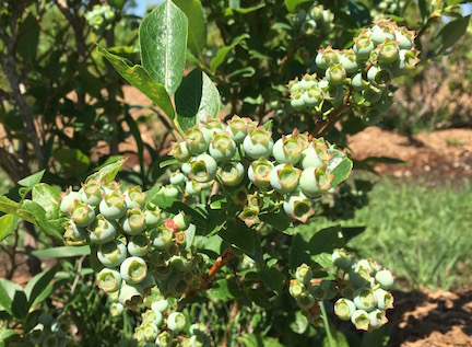 Ripening blueberries