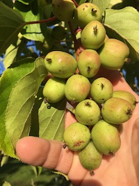 Ripening Kiwi Fruit