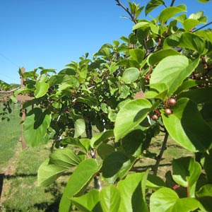 Kiwi Fruit