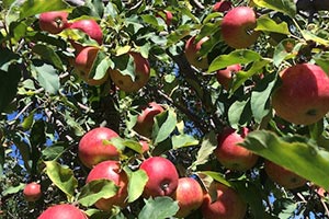 Organic SweeTango®️ Apples at Chelan Ranch - Farm to Door Delivery