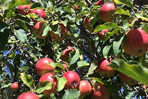 Organic Apples