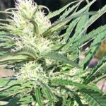 organic-cdb-plants