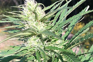 organic-cdb-plants