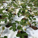 Organic Farm in WNY