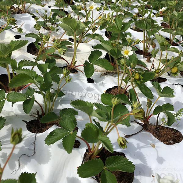 Organic Farm in WNY